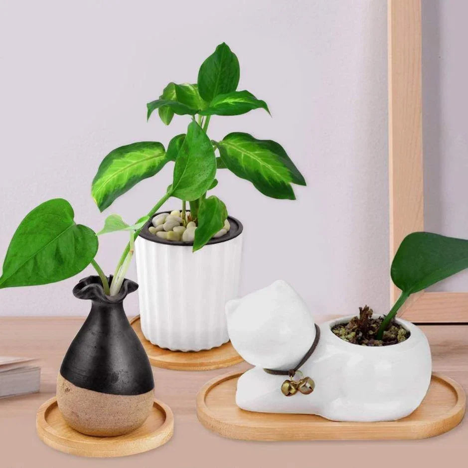 Saucers & Trays