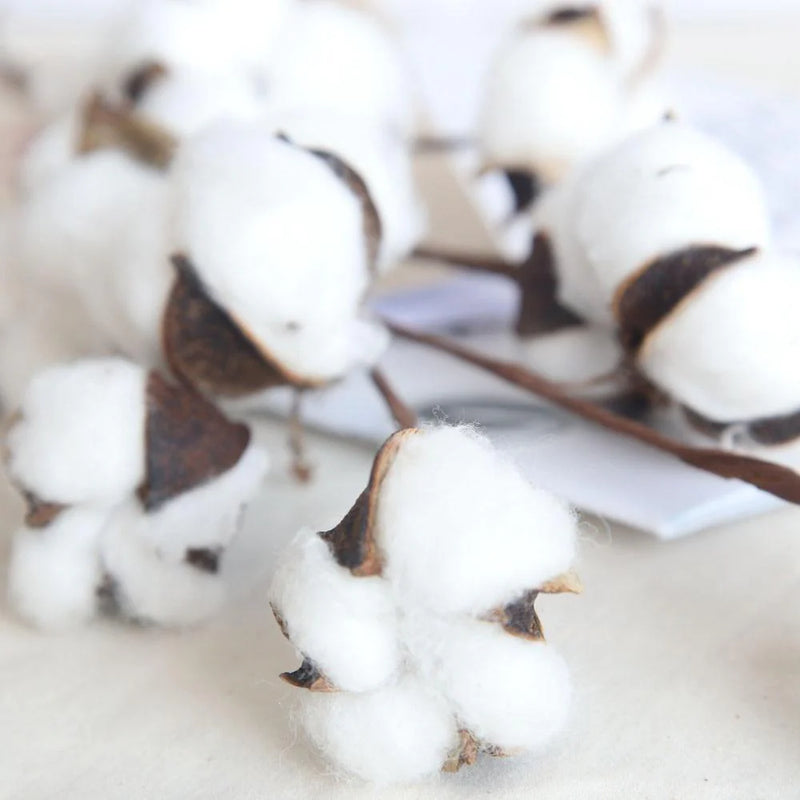 Cotton Branches